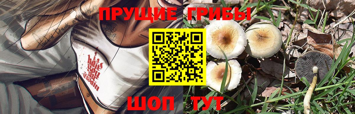 Вышний Волочёк  Псилоцибиновые грибы Psilocybine cubensis  Вход с VPN  Псилоцибиновые грибы Cubensis 